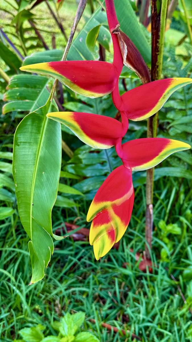 s_westerly's tweet photo. Torch Ginger & Heliconia often Thrive Together ~ #TorchGinger #Heliconia #Flowers #ThePhotoHour https://t.co/H201GC8PRS
