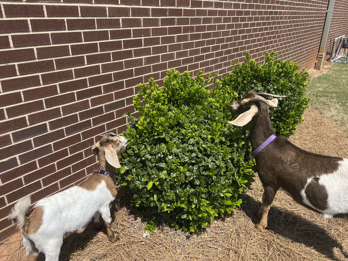 Just another fun day in <a href="/LGMS_HCS/">Locust Grove Middle</a> Ag Science class! I
got to help with “animal jobs” today and it was truly the highlight of my day. So many great opportunities for our students. <a href="/melissa13thomas/">Melissa Thomas</a>