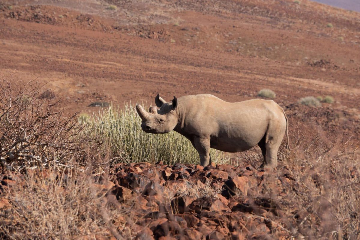 Save the Rhino International (@savetherhino) on Twitter photo A journalist recently joined our partner, <a href="/SRTNamibia/">Save the Rhino Trust</a> to understand how vital patrols are for protecting and monitoring the Kunene's black rhinos rhinos buff.ly/Ye2eLO6 A journalist recently joined our partner, <a href="/SRTNamibia/">Save the Rhino Trust</a> to understand how vital patrols are for protecting and monitoring the Kunene's black rhinos rhinos buff.ly/Ye2eLO6