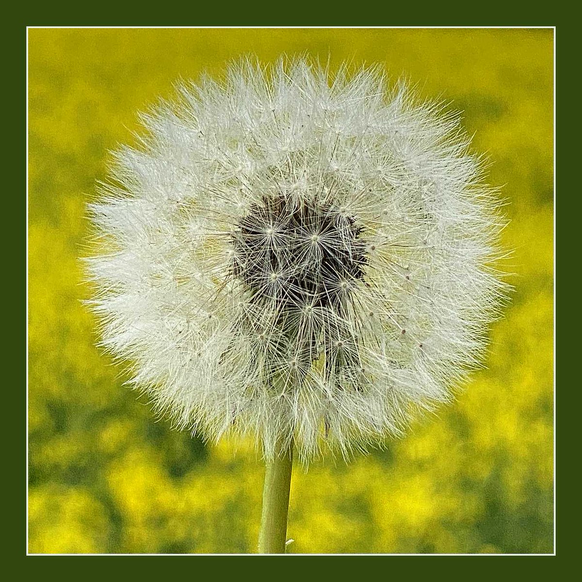 fli (@fli_dasoriginal) on Twitter photo 