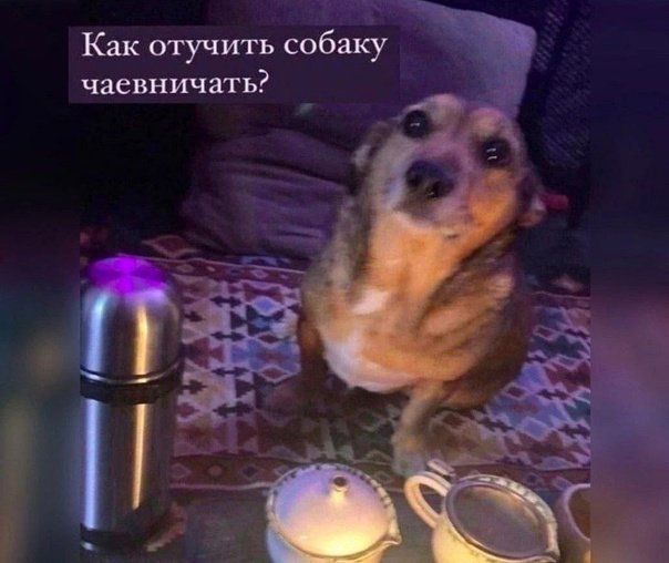 КАК отучить себя чаёвничать перед сном Я БУКВАЛЬНО ЭТА СОБАКА