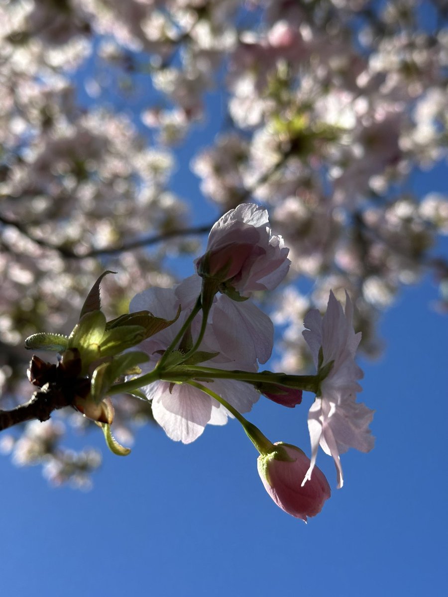 Kulbinder Mann tweet media