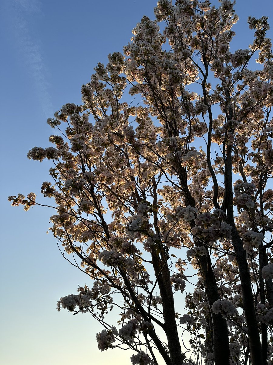 Kulbinder Mann tweet media