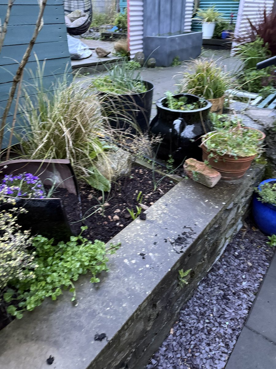 pbcdave_dave's tweet photo. It’s amazing the growth this time of year! And the rain today has just jump started everything, green becomes so true and the colour increases and intensives everyday.
Monty makes it looks so easy splitting Hostas, We will keep trying 😂 @GWandShows 
#ChelseaFlowerShow2025 https://t.co/CqfuahNzGz