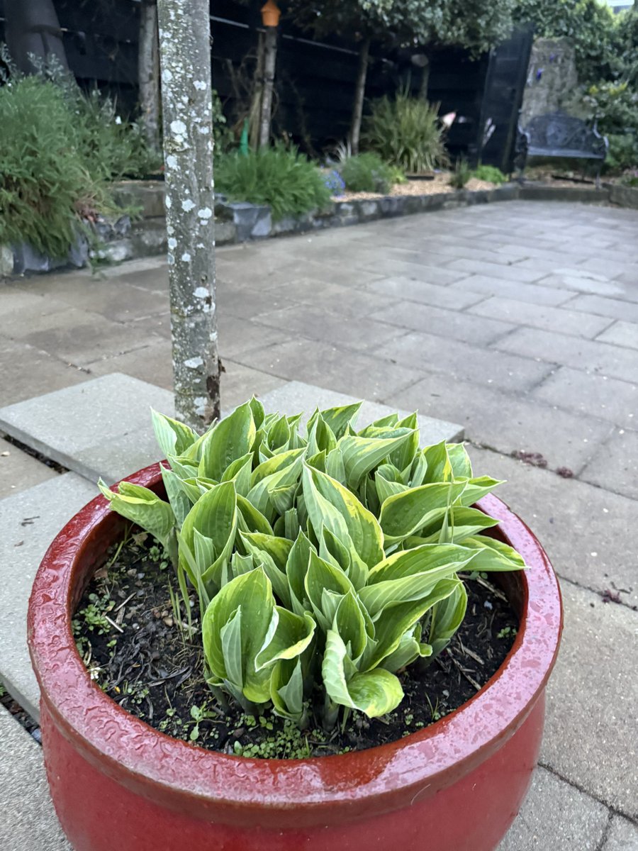 pbcdave_dave's tweet photo. It’s amazing the growth this time of year! And the rain today has just jump started everything, green becomes so true and the colour increases and intensives everyday.
Monty makes it looks so easy splitting Hostas, We will keep trying 😂 @GWandShows 
#ChelseaFlowerShow2025 https://t.co/CqfuahNzGz