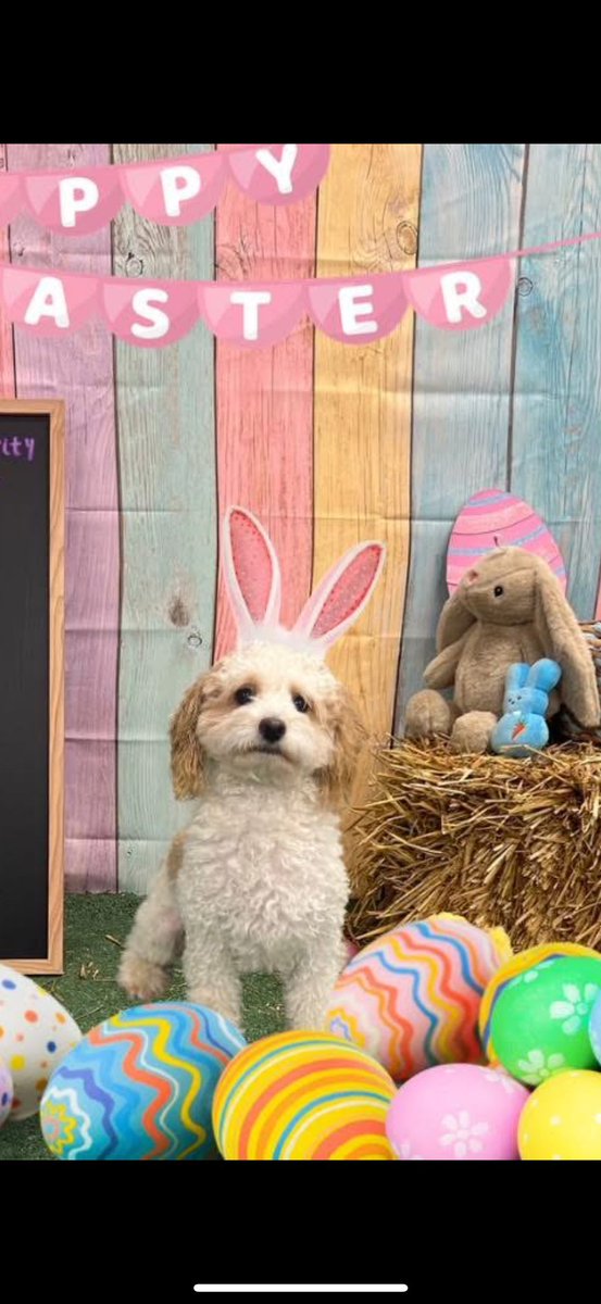 LCW9217's tweet photo. Hey @dog_rates: meet Benjamin. This week we get to call him the Easter Benny https://t.co/eCWyiIvrn1