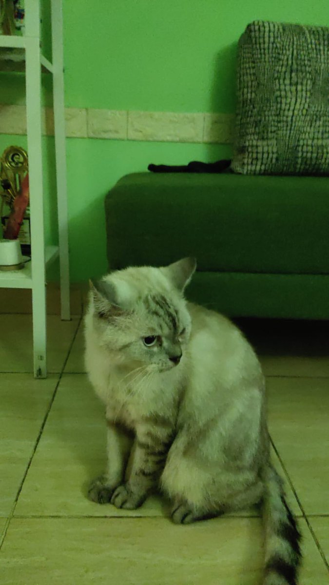 ranikumala's tweet photo. ((KUCING HILANG))

Tolong bantuannya utk sebarin dan RT.

Kucing kakakku (Oreo) hilang pas lagi di grooming di petshop daerah Kranggan dan sampai skrg blm ketemu 😢😢
Petshop nya blg mau cari tapi sampe skrg blm ketemu.

Mungkin ada yg lihat, bisa hub lewat DM.
Makasih byk 🙏🏻 https://t.co/zMacRknV9G