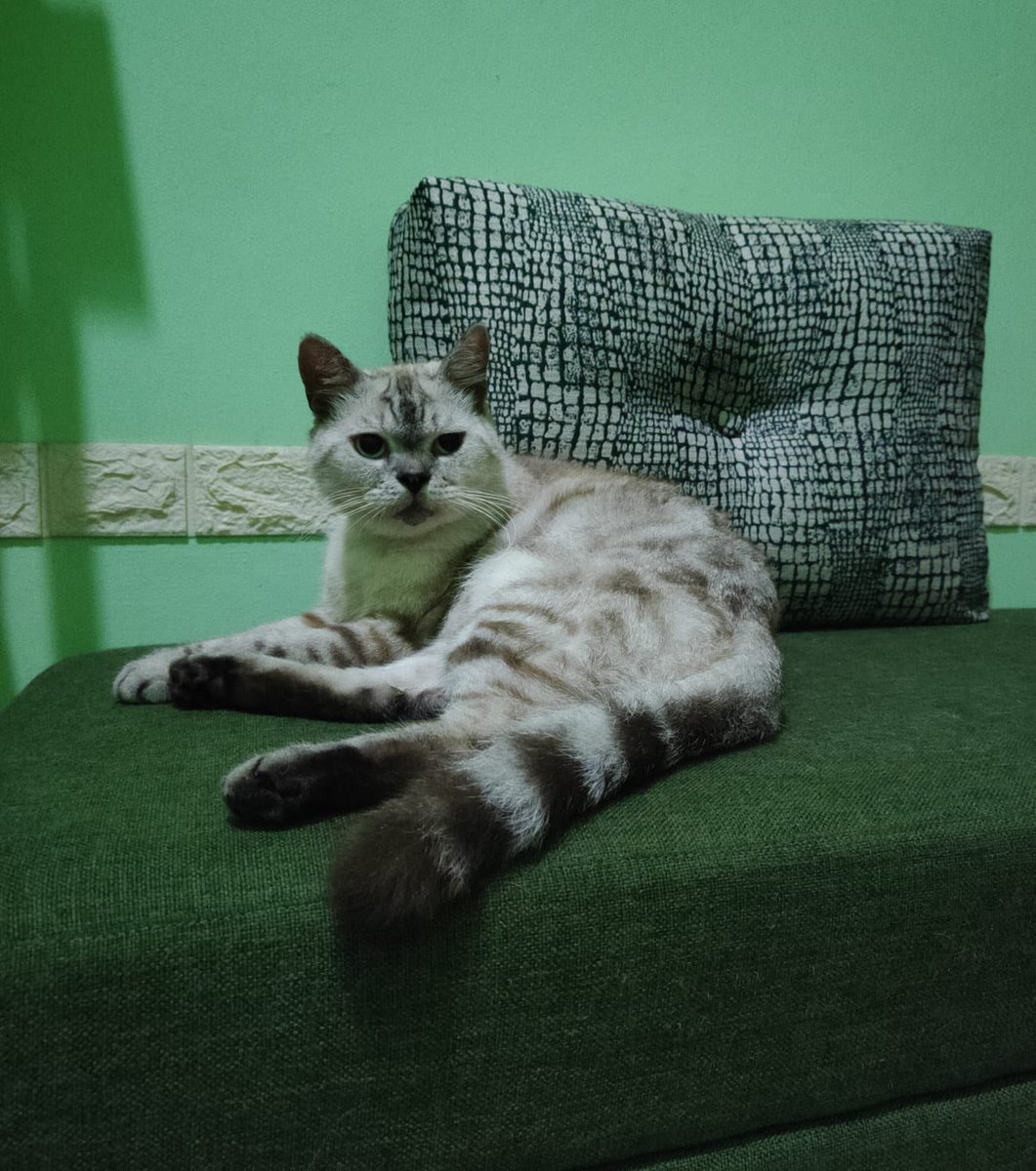 ranikumala's tweet photo. ((KUCING HILANG))

Tolong bantuannya utk sebarin dan RT.

Kucing kakakku (Oreo) hilang pas lagi di grooming di petshop daerah Kranggan dan sampai skrg blm ketemu 😢😢
Petshop nya blg mau cari tapi sampe skrg blm ketemu.

Mungkin ada yg lihat, bisa hub lewat DM.
Makasih byk 🙏🏻 https://t.co/zMacRknV9G