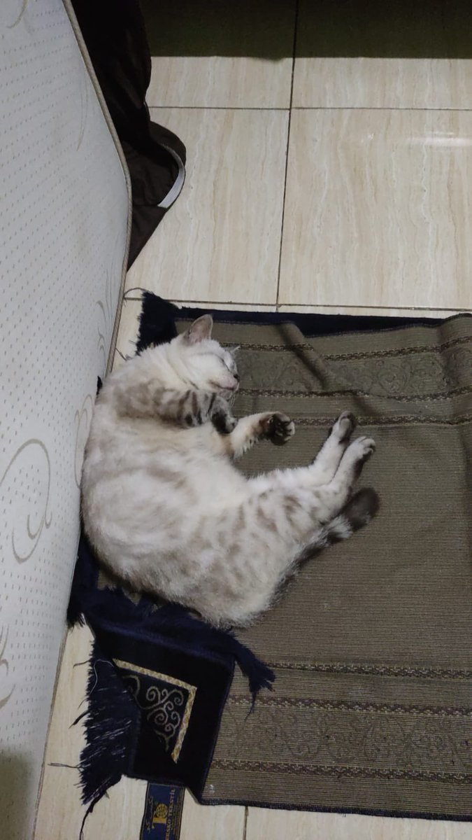 ranikumala's tweet photo. ((KUCING HILANG))

Tolong bantuannya utk sebarin dan RT.

Kucing kakakku (Oreo) hilang pas lagi di grooming di petshop daerah Kranggan dan sampai skrg blm ketemu 😢😢
Petshop nya blg mau cari tapi sampe skrg blm ketemu.

Mungkin ada yg lihat, bisa hub lewat DM.
Makasih byk 🙏🏻 https://t.co/zMacRknV9G