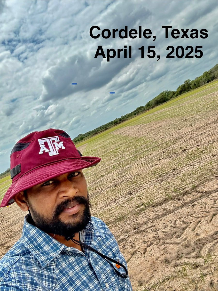 Gurjeet_AgSci's tweet photo. #ResearchUpdate2025 🇺🇸 
It was productive week for #RiceTeam, Multi-location (Winnie, Inez &amp; Cordele) field visit to taking note of #SWYT and Planted 1.4k plots (16 April) of preliminary yield trial (PYT) @bel_agrilife @txresearch @AgriLife @TAMU
#RiceBreeding
#TexasRiceBreeding https://t.co/tw6Zg1Icix
