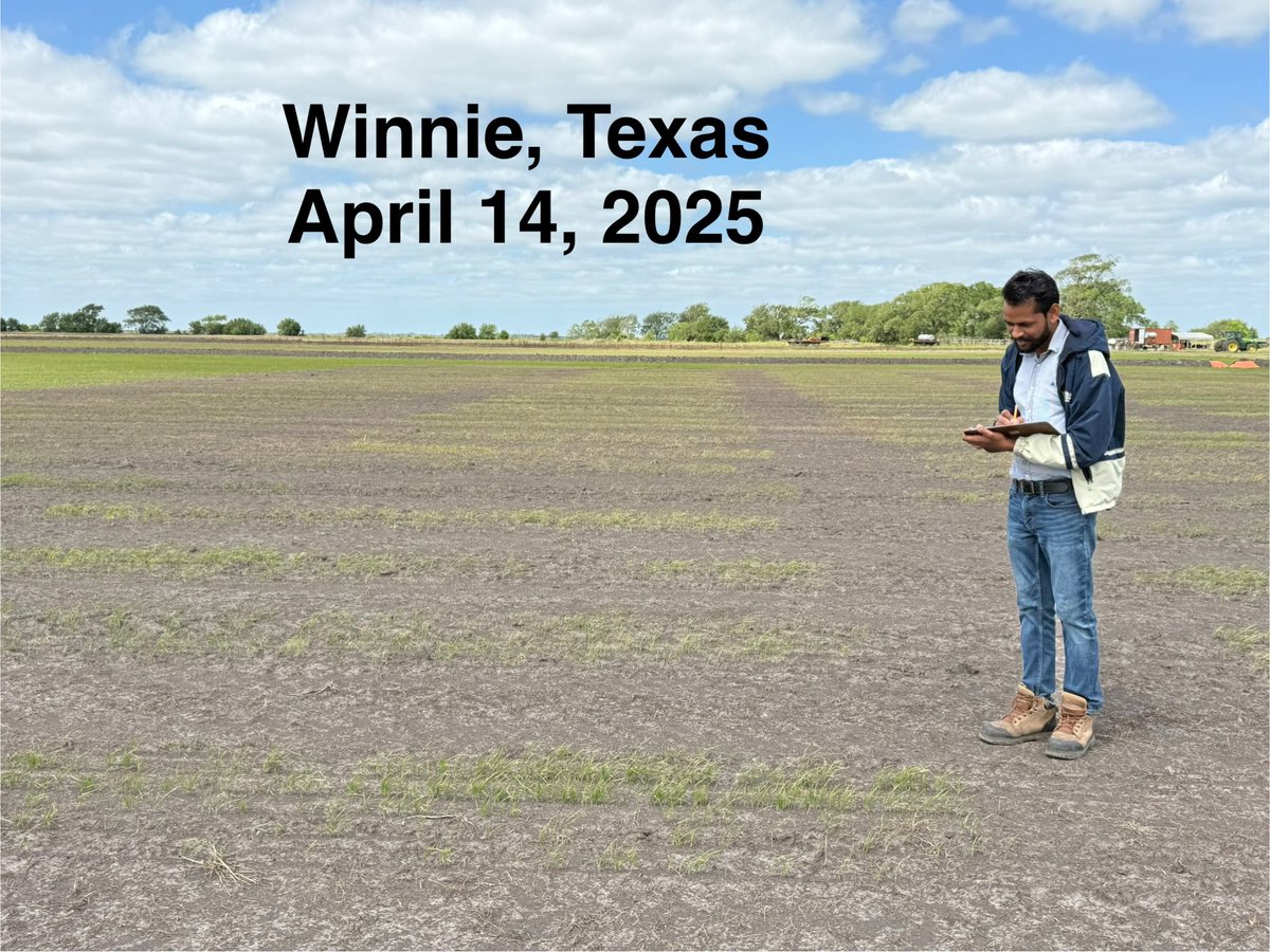 Gurjeet_AgSci's tweet photo. #ResearchUpdate2025 🇺🇸 
It was productive week for #RiceTeam, Multi-location (Winnie, Inez &amp; Cordele) field visit to taking note of #SWYT and Planted 1.4k plots (16 April) of preliminary yield trial (PYT) @bel_agrilife @txresearch @AgriLife @TAMU
#RiceBreeding
#TexasRiceBreeding https://t.co/tw6Zg1Icix