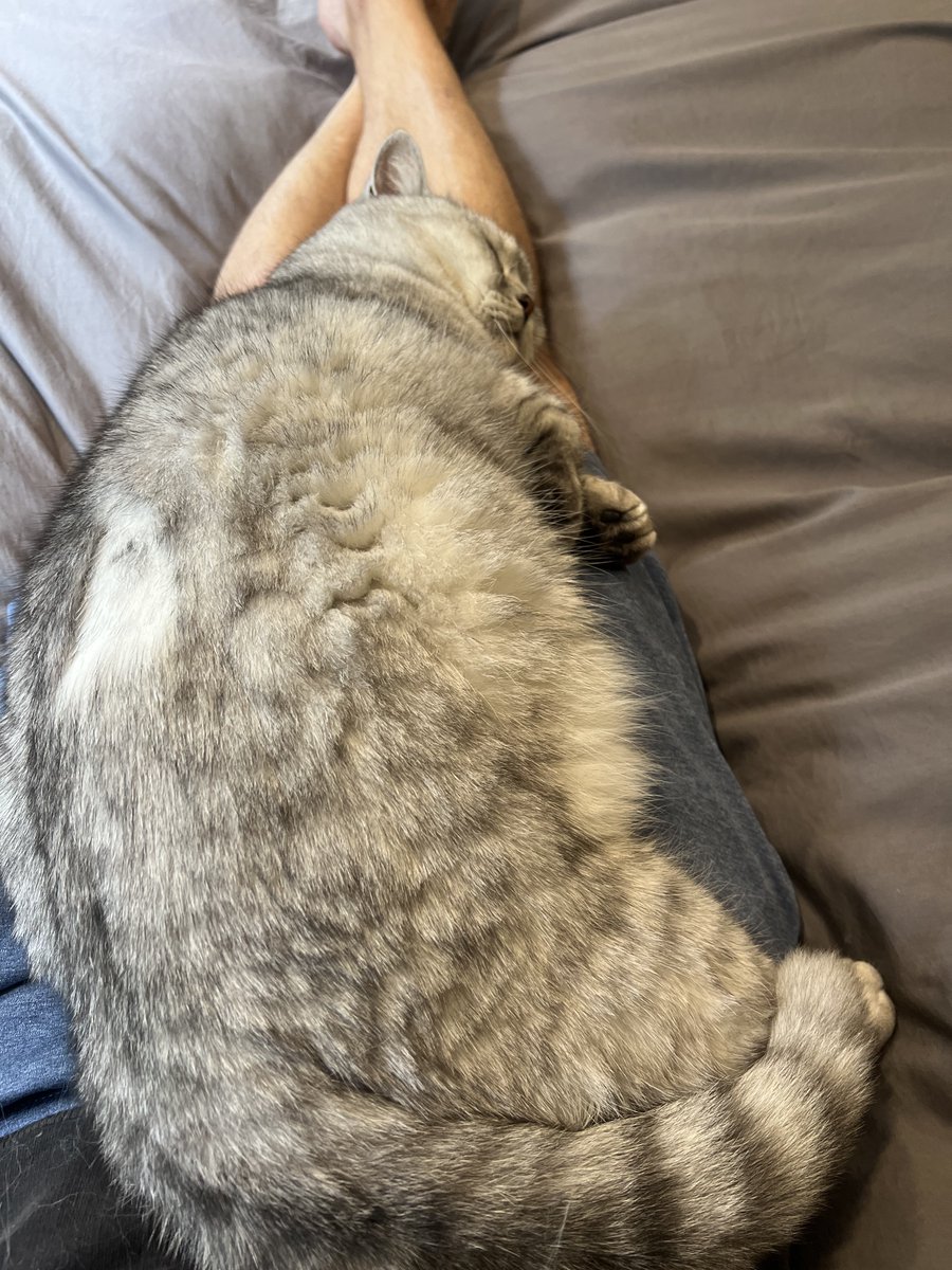 mattsowt's tweet photo. @filzballjaeger @LordGraydon @JoyOfCats @Eliot01375004 Dax didn’t sit on laps for the first 5 years. Now he spends half his day on my lap and I wouldn’t have it any other way xxxx https://t.co/nfWzvir0ou