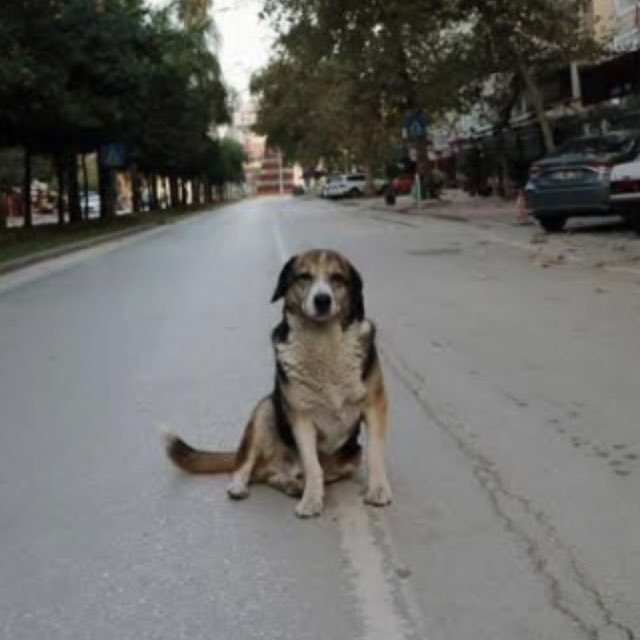 Sokakların efendileri ❤️🐾🐕‍🦺

#KatliamYapanlaraOyYok