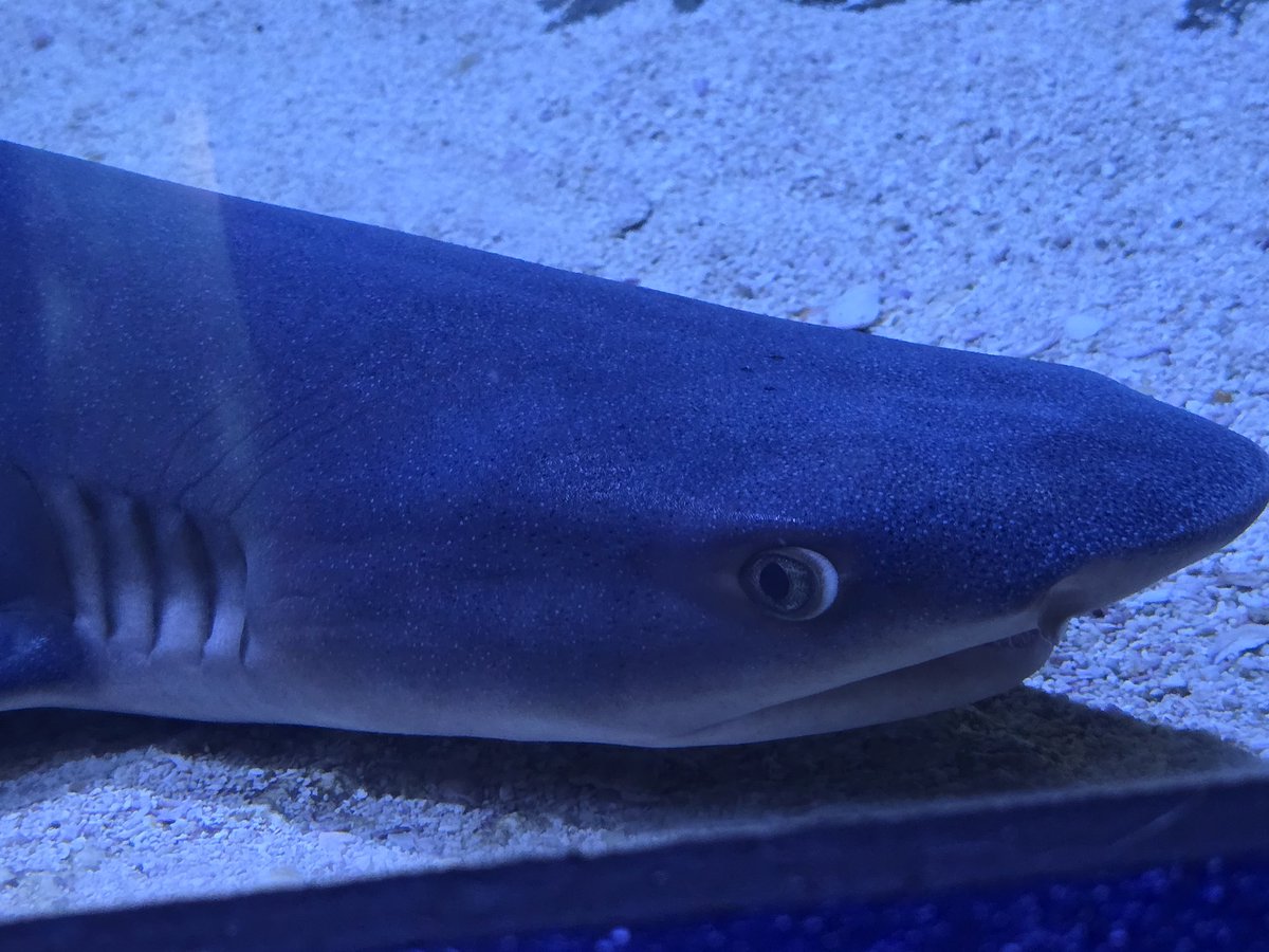 c_humblebee's tweet photo. @TheStupendium Unbrielievably cute! ✨️ Thank you for the positivity. I went to an aquarium recently as well and this smol friend perfectly mirrored my face when I look at the news for five seconds. https://t.co/X8SC3KDM9j