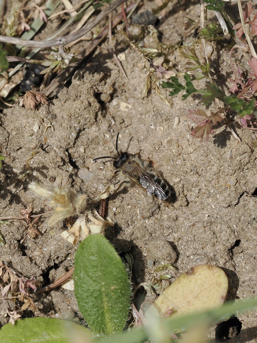 tillingtonchum's tweet photo. On a local walk, there are a couple of houses fronted by earthy banks which are home to mining bees. They’re currently buzzing with Andrena flavipes, hosts to the Painted Nomad Bee, Nomada fucata. I fear we have bee-bank envy.
#bees #MiningBees https://t.co/sPAbLyEzqs