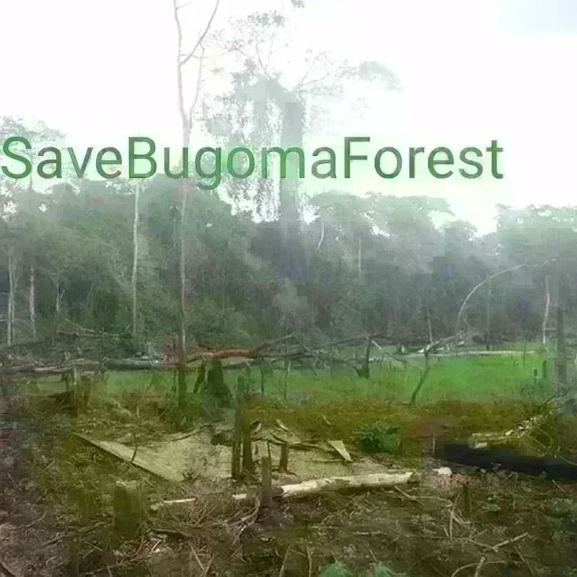 endelstamberg's tweet photo. I am Endel Stamberg, a climate activist from Germany. Uganda forest cover is shrinking. And one of the forest in Uganda has been sold for agribusiness.  I’m calling upon activists around the world to add their voices on mine and #SaveBugomaForest! 
@KaoHua3
@Greenpeace https://t.co/MtNKKsfBkT