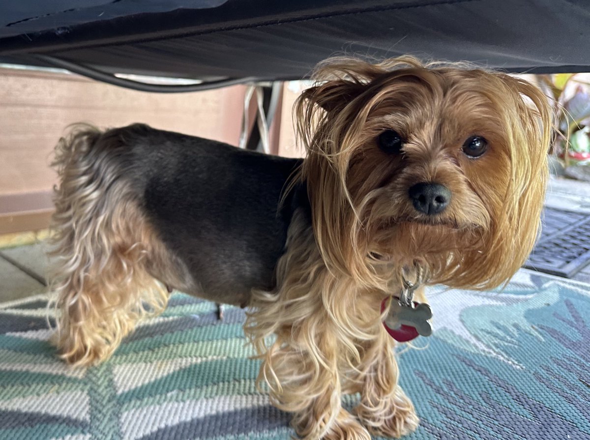 yadiCaldwell's tweet photo. My prego girl. I’ll be selling the puppies 🐶 purebred Yorkshire Terrier 🤌🏻 https://t.co/4xpCRE0JPn