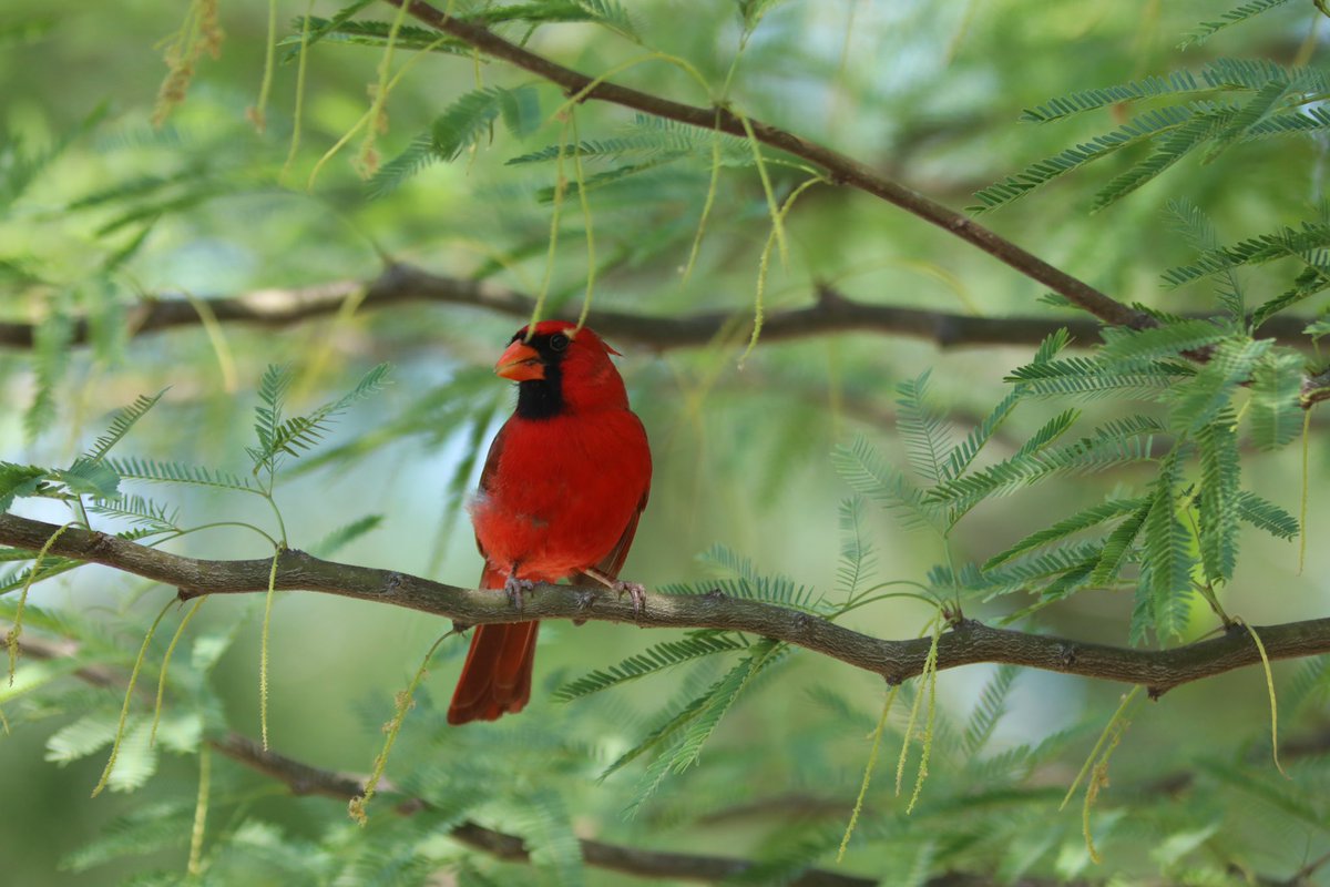TotalNature's tweet photo. #birdphotography https://t.co/4GOw7KJNtg