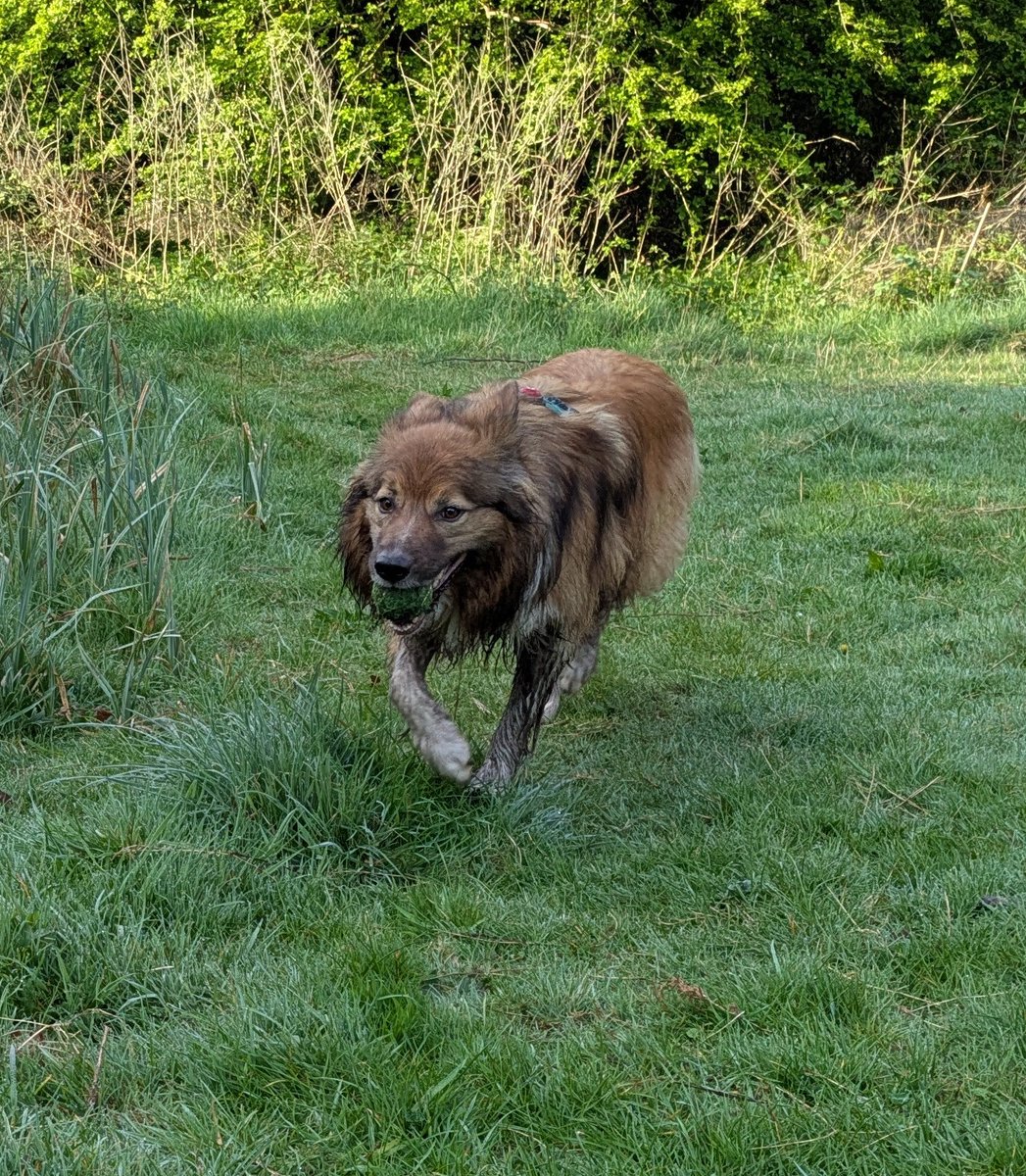 CamasTheCollie's tweet photo. No, I'm not sure why one leg is filthy, and I'm not sure why it is an issue. Just enjoy the lovely spring morning. 🐾🐾☀️🌱🤔
#BorderCollie
#SillyQuestion
#FridayThoughts https://t.co/AQrU3TjZBN