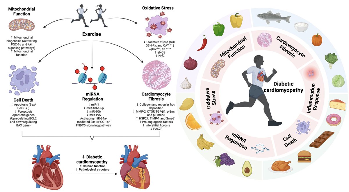 🩸Diabetes is on the rise...This review explores how exercise &amp; diet can be powerful tools against diabetic cardiomyopathy (DCM), offering hope beyond meds💊. 
cardiab.biomedcentral.com/articles/10.11…
👨‍🍳Diet shows both beneficial and adverse impacts on cardiac metabolism. 
🏃‍♀️Exercise regimens