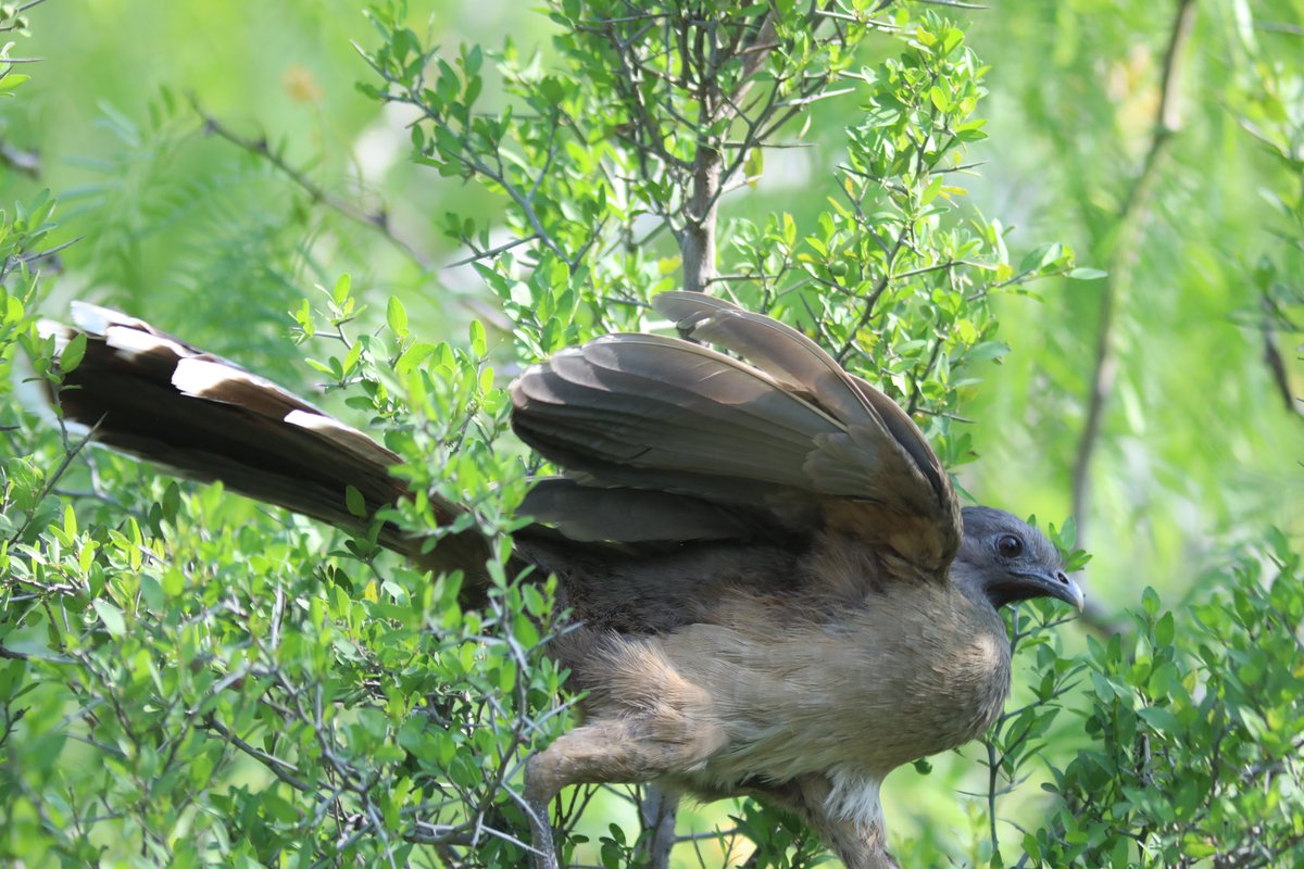 Chachalaca #birdphotography