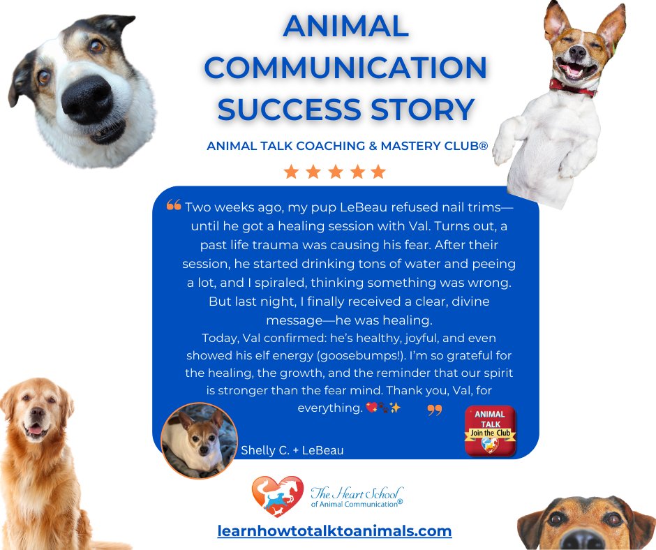 Val_Heart's tweet image. 🐾 Join the Club today and start unlocking your true potential! 👉 [Sign Up Now] go.learnhowtotalktoanimals.com/animal-talk-co…
You and your animals deserve this. 💙