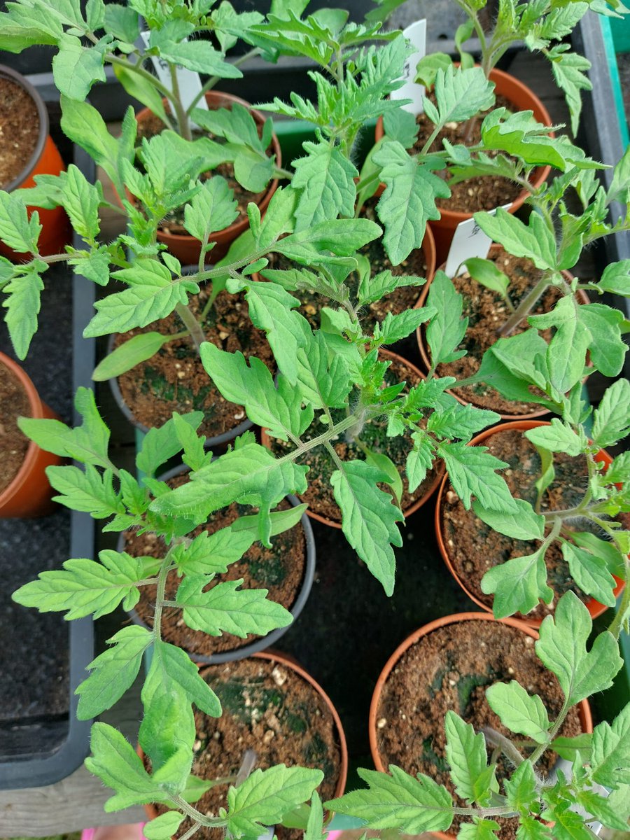 Thriving!!!!! 🍅🍅🍅🍅

#FertileFibre #growyourown #peatfree #compost #peatfreecompost #seedcompost #pottingcompost