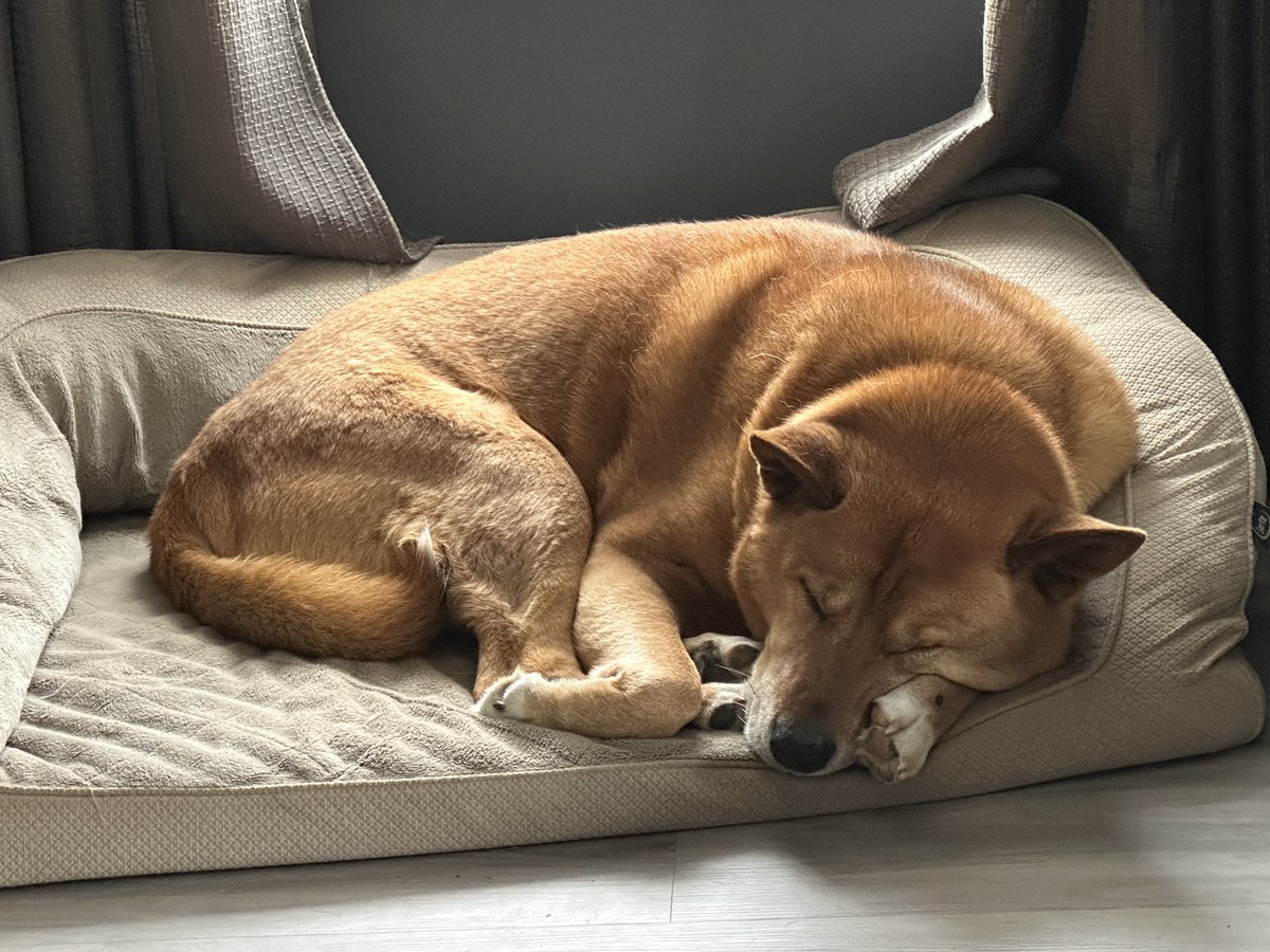 Wallflower2u's tweet photo. Teddy makes the best MOOSH FACE
when he sleepsπ€£
#TeddyTheChakita #MooshFace https://t.co/MjkVp9Qwiq