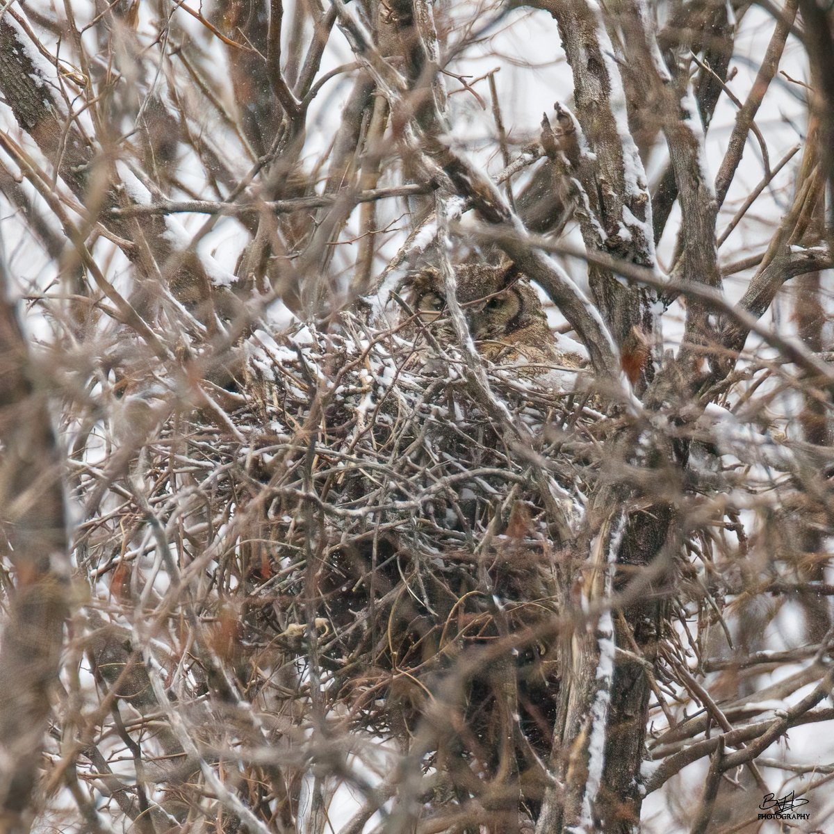 BHodgesPhoto's tweet photo. Morning in the nest
#rockymountainarsenal
#greathornedowl https://t.co/hTaX6OYQIk