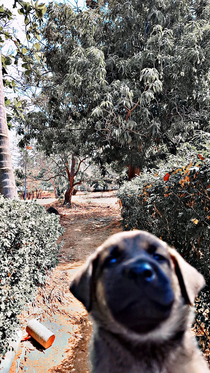 elmexax's tweet photo. El mejor amigo del Hombre.🐶🐶 https://t.co/2kIfNoXulJ