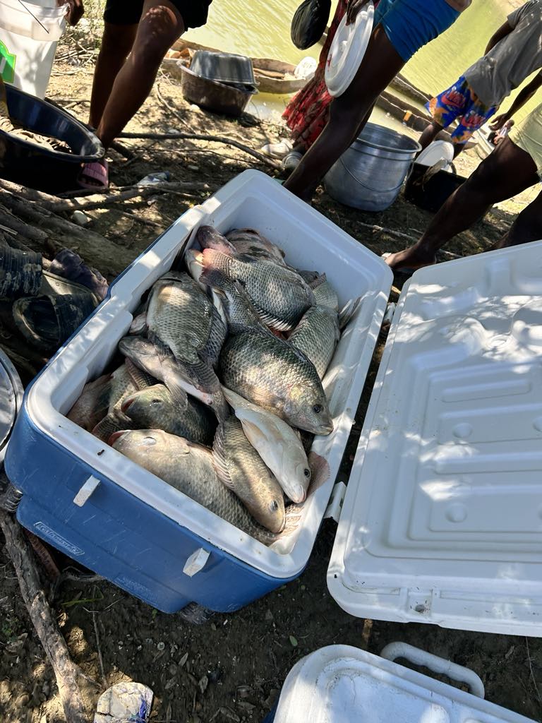 SAESDLab's tweet photo. Almost ten years ago, my International Development and Social Enterprise class partnered with Bibine Olibry to start a fish farm in Lake Peligre in the Plateau Central of Haiti. Only 38% of all social enterprises survive after one year, thanks to the people, this one survives. https://t.co/XiL5oUXJOu