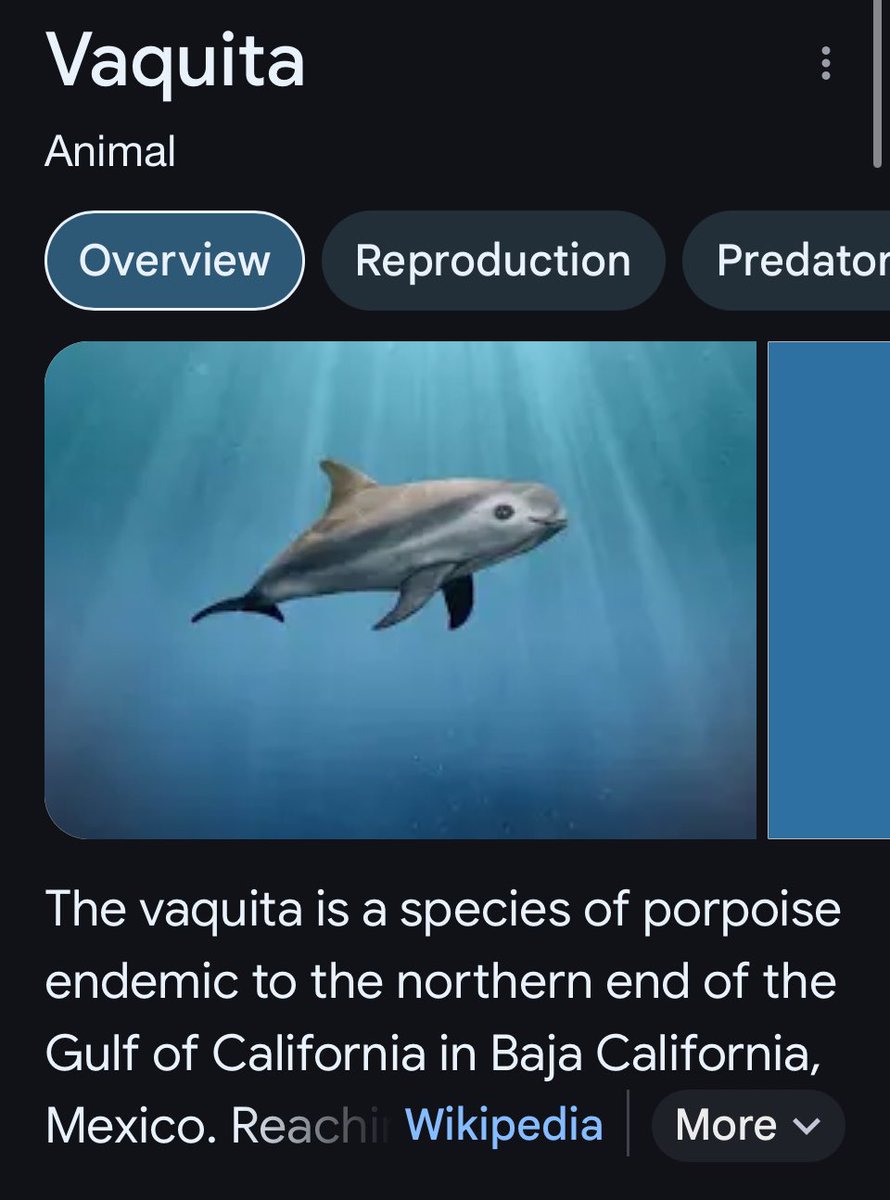 speilsese32327's tweet image. Sorry to hear about Poilievre, conservative voters, Trump &amp;amp; voters carving up Hawaii for the #OP 

SAVE THE #vaquitas