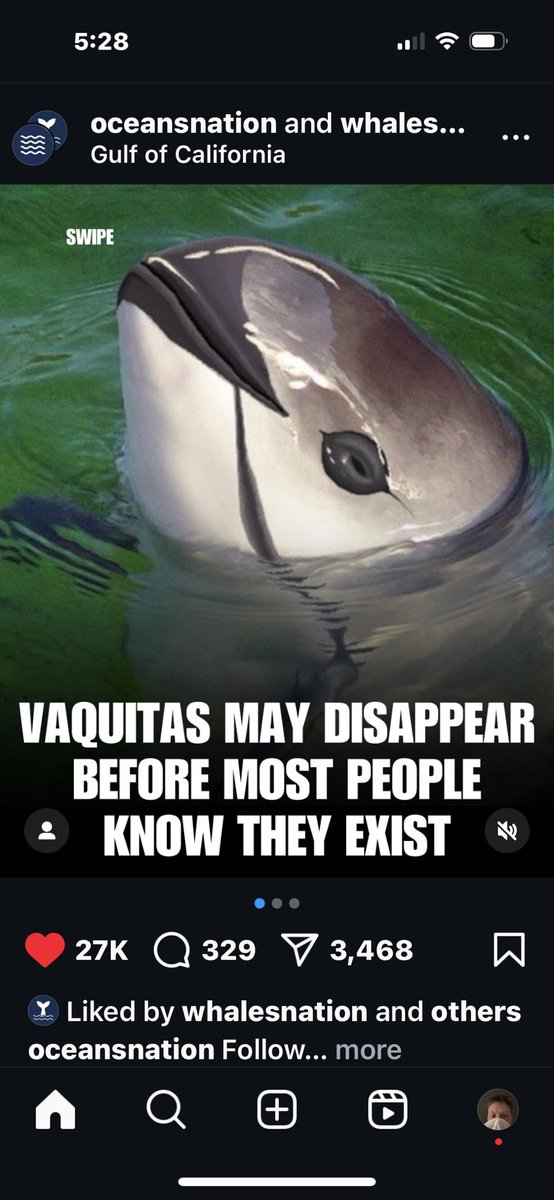 speilsese32327's tweet image. Sorry to hear about Poilievre, conservative voters, Trump &amp;amp; voters carving up Hawaii for the #OP 

SAVE THE #vaquitas