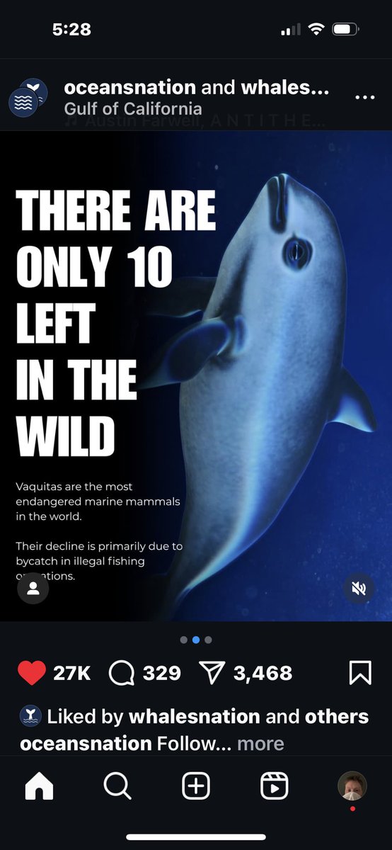 speilsese32327's tweet image. Sorry to hear about Poilievre, conservative voters, Trump &amp;amp; voters carving up Hawaii for the #OP 

SAVE THE #vaquitas