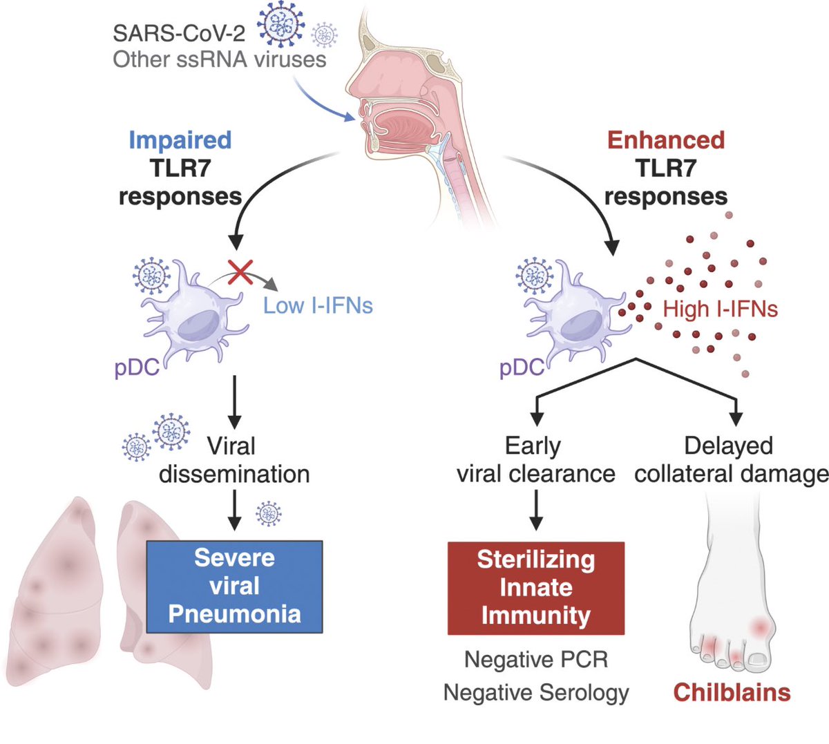 Ahmad Yatim (@ahmadyatim_) on Twitter photo 1/ One of the most intriguing enigmas of the #COVID19 pandemic was the sudden and unprecedented outbreak of chilblains that accompanied the early waves of #SARSCoV2 infections. Our new study in <a href="/JExpMed/">Journal of Experimental Medicine</a> uncovers the underlying immunological mechanism
Â
rupress.org/jem/article/22… 1/ One of the most intriguing enigmas of the #COVID19 pandemic was the sudden and unprecedented outbreak of chilblains that accompanied the early waves of #SARSCoV2 infections. Our new study in <a href="/JExpMed/">Journal of Experimental Medicine</a> uncovers the underlying immunological mechanism
Â
rupress.org/jem/article/22…
