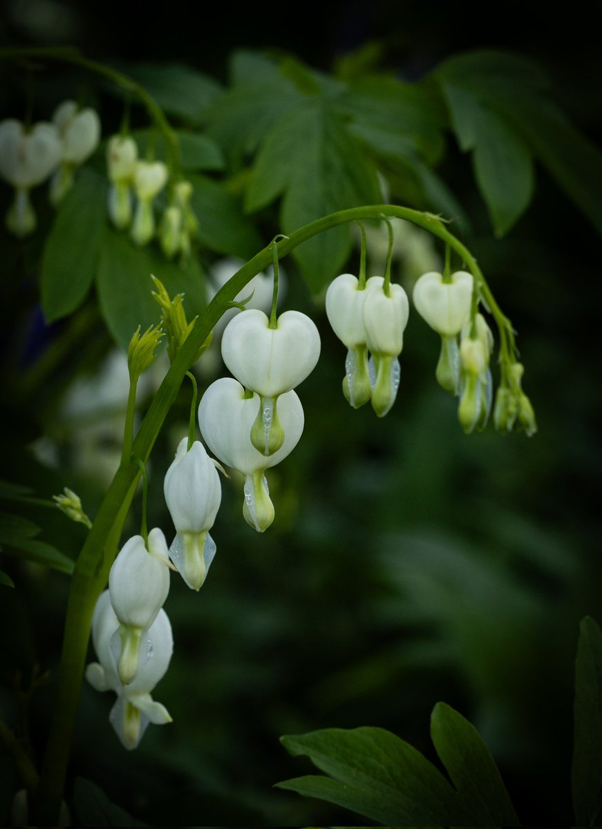 "Hearts will never be practical until they are made unbreakable."

The Tinman, The Wizard of Oz

Lamprocapnos spectabilis 'Alba'
White Bleeding Heart🤍💔🤍

#flowers #gardening #nature