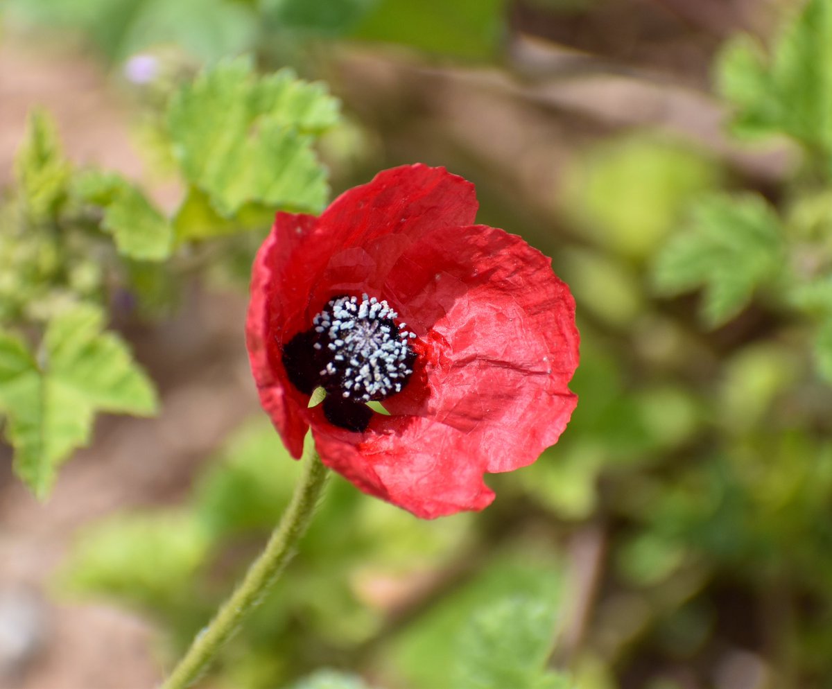Papaver hybridum L.

🔗 elrincondelbotanico.es/flora/papavera…