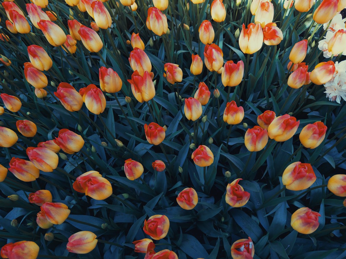 Andy Allen tweet media