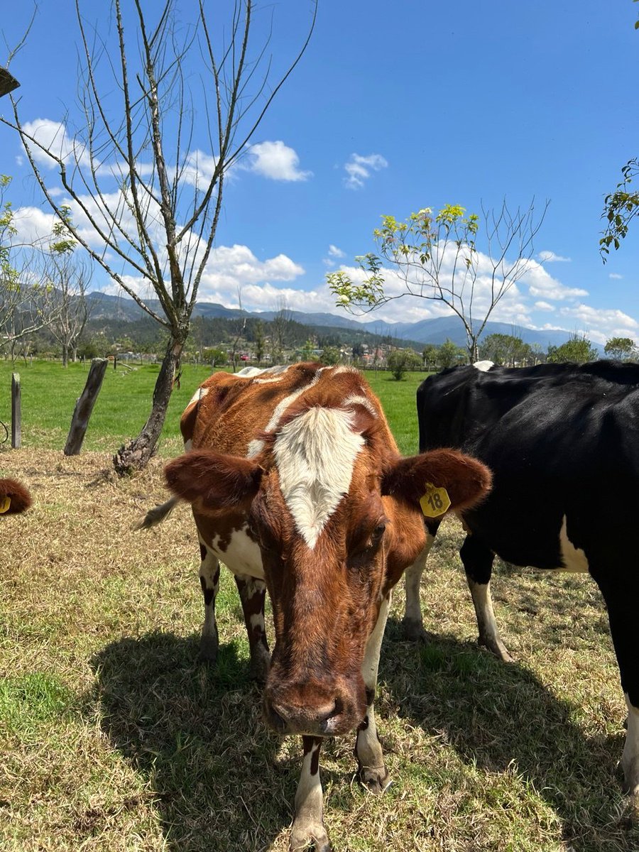 TrigopolisHQ's tweet photo. We ❤️fat cows https://t.co/ALptaURC6X