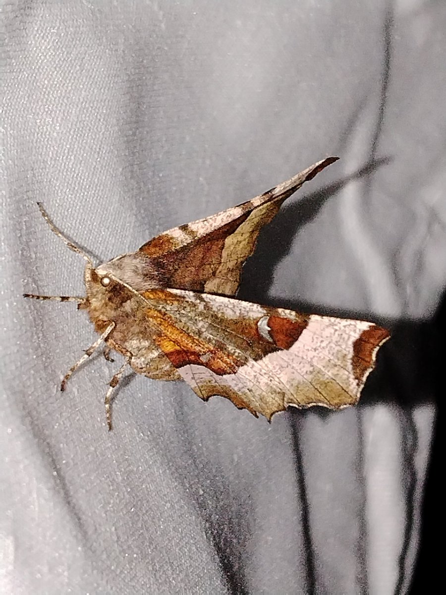 AilinKee's tweet photo. Last night was a chilly 7°c so quite pleased with 40 moths, 17 sp in the trap in a local woodland. Wasn't even an all nighter. Highlights - Purple Thorn, Nut Tree Tussock, Early Thorn, Least Dark Arches &amp; Early Flat-body. Common Quaker was almost half of the catch #mothmatters https://t.co/h0n7MMEOT0