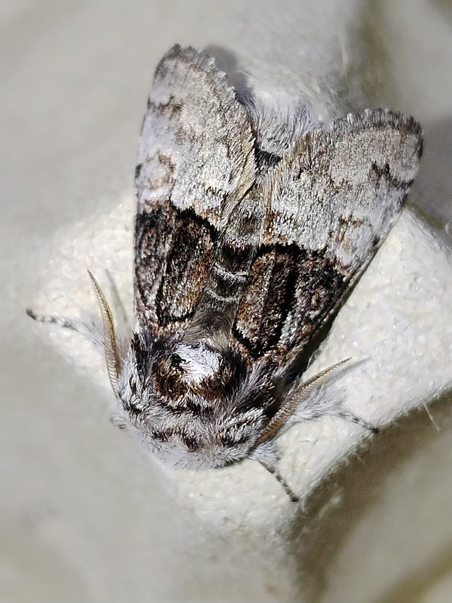 AilinKee's tweet photo. Last night was a chilly 7°c so quite pleased with 40 moths, 17 sp in the trap in a local woodland. Wasn't even an all nighter. Highlights - Purple Thorn, Nut Tree Tussock, Early Thorn, Least Dark Arches &amp; Early Flat-body. Common Quaker was almost half of the catch #mothmatters https://t.co/h0n7MMEOT0