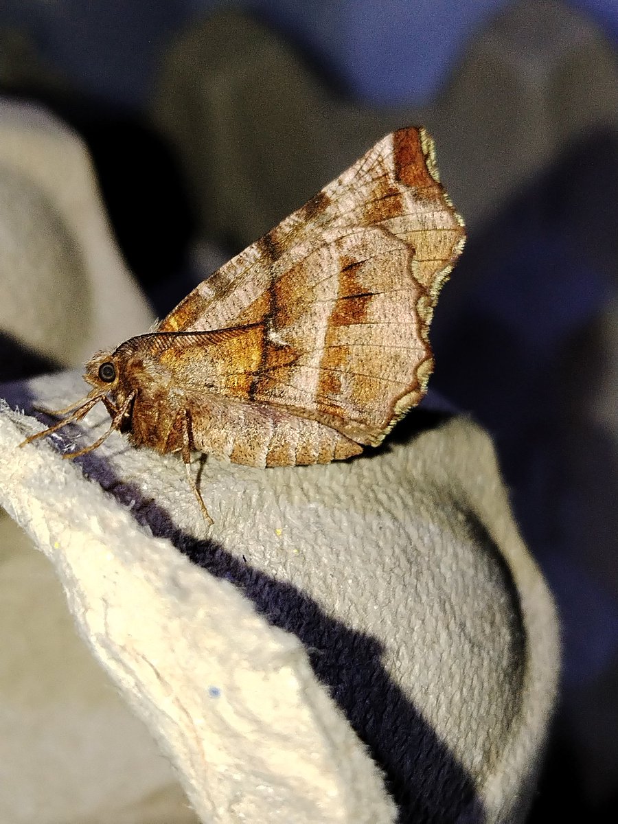 AilinKee's tweet photo. Last night was a chilly 7°c so quite pleased with 40 moths, 17 sp in the trap in a local woodland. Wasn't even an all nighter. Highlights - Purple Thorn, Nut Tree Tussock, Early Thorn, Least Dark Arches &amp; Early Flat-body. Common Quaker was almost half of the catch #mothmatters https://t.co/h0n7MMEOT0
