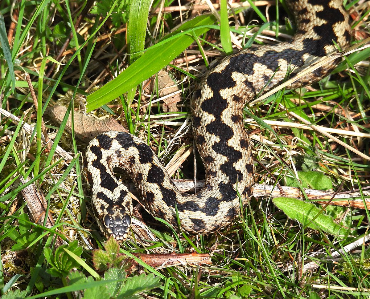 Adder. Rainham, Kent.