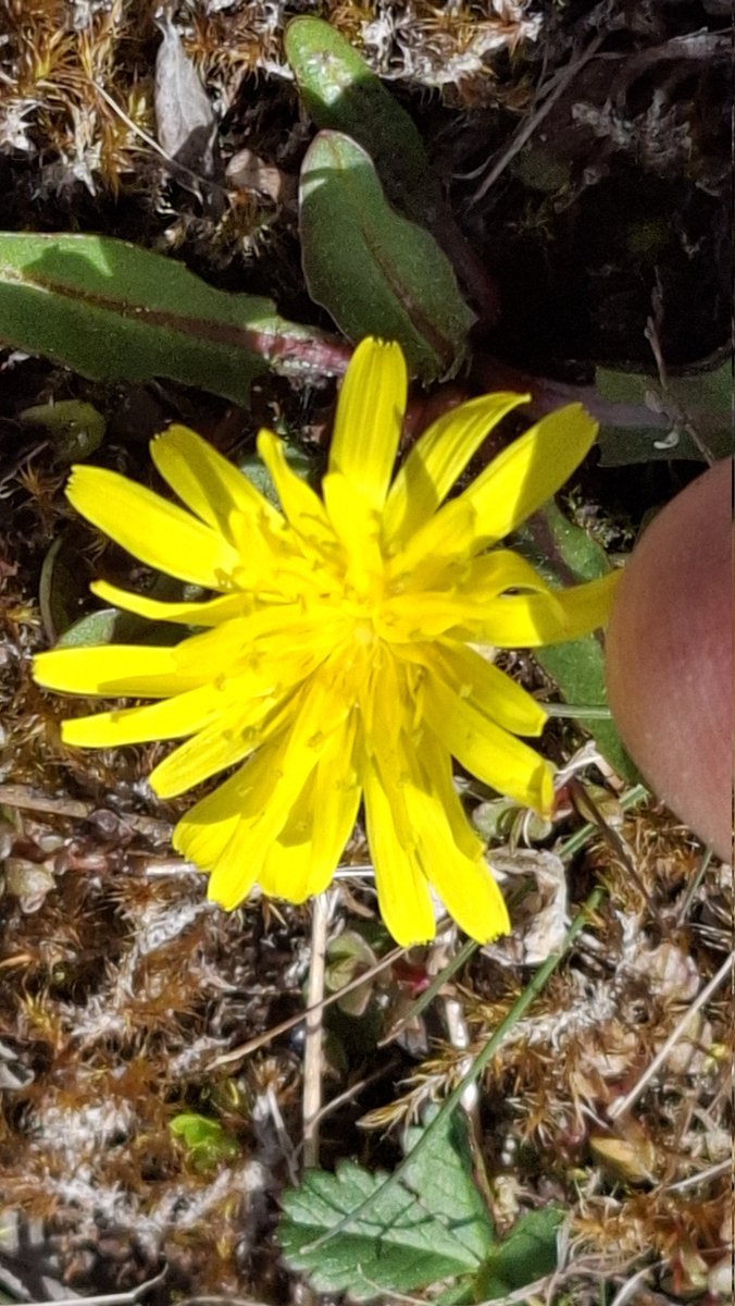 Wat een geweldig mooie dag met enthousiaste floristen op zoek naar de Moeraspaardenbloem (Taraxacum palustre)  en naar andere Secties om eens duidelijk de verschillen te zien.
Zo zagen we Getreepte Haakpaardenbloem, sectie Hamata, Wdidepaardenblorm, sectie Taraxacum (voorheen