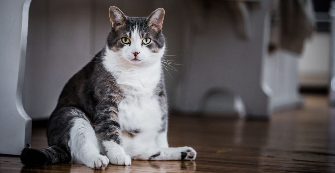 mierdavidaes's tweet photo. Pregunta seria: ¿Un gato castrado es feliz?
Estoy leyendo sobre hombres con hipogonadismo y parece que sufren depresión y falta de energía por falta de testosterona. https://t.co/XGSNJpCO25