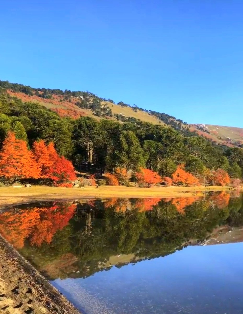 ¡Buen día! ¡Sinfonía de colores otoñales! 😍🧉🍁
Lago Ruca Choroy. Aluminé 
Patagonia 🇦🇷