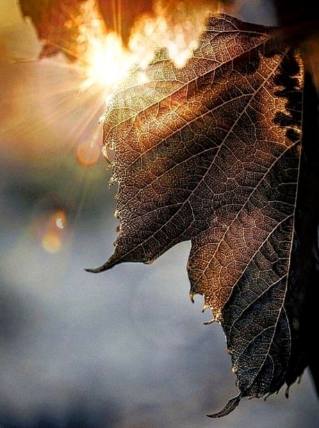 sanjaraic1's tweet image. #segmentation of eternity
pushes us beyond
gates of finitude
returning us
to the beauty
of the present

alive

thus
the ultimate part is
that of wonder
where the stream
of the gaze
flows amid enchantment
of primordial fire
whose
light is matter
&amp;amp; sound
language of time

#vss365