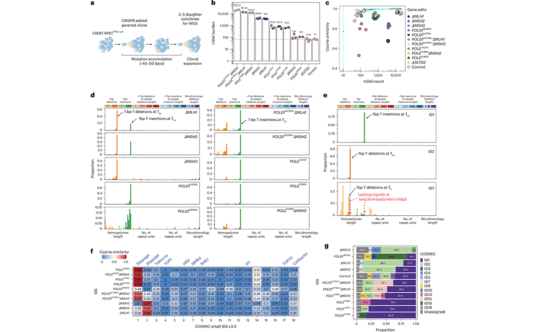 Nature Portfolio (@natureportfolio) on Twitter photo A paper in <a href="/NatureGenet/">Nature Genetics</a> describes a framework for classifying small insertions and deletions from genomic data and applies it to a large dataset comprising seven tumor types. go.nature.com/3Y5oVGj A paper in <a href="/NatureGenet/">Nature Genetics</a> describes a framework for classifying small insertions and deletions from genomic data and applies it to a large dataset comprising seven tumor types. go.nature.com/3Y5oVGj