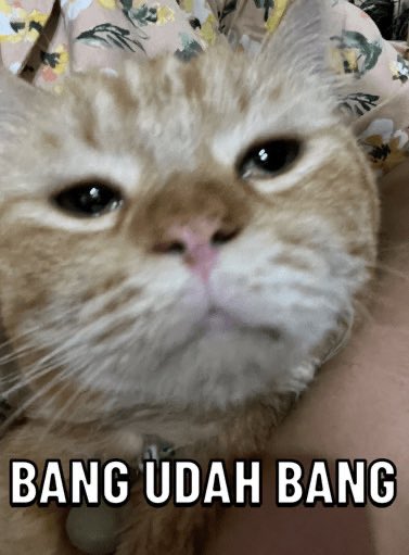 Adung & Imut 🐈 tweet media