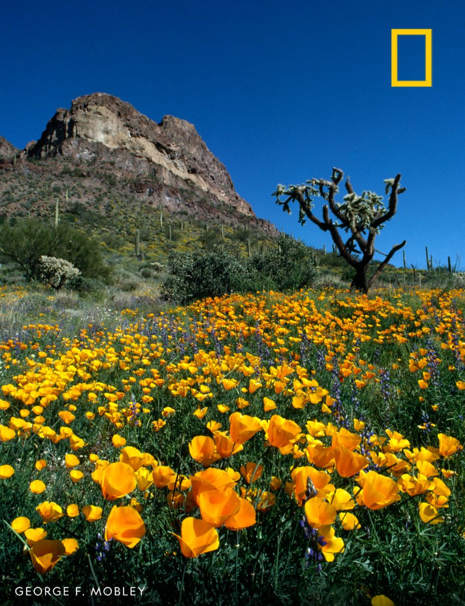 From the archives: Golden poppies and violet lupines dazzle in the sunlight against the Little Ajo Mountains in Arizona.
